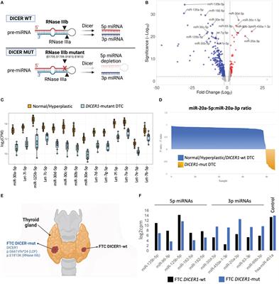 DICER1 RNase IIIb domain mutations trigger widespread miRNA dysregulation and MAPK activation in pediatric thyroid cancer